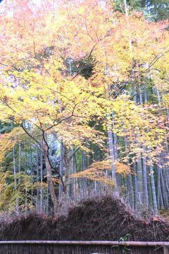 管理